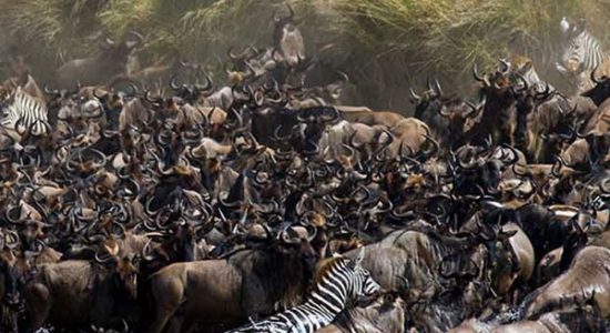 Great Migration